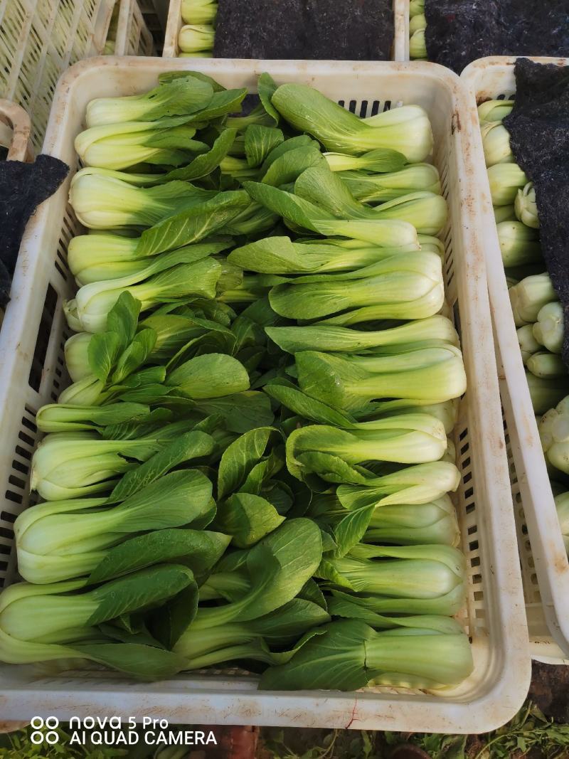 精品小青菜上海青大棚货，陆地货都有代收代发全国