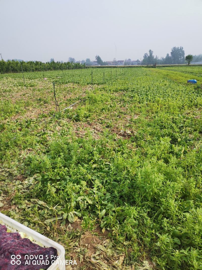 精品小青菜上海青大棚货，陆地货都有代收代发全国