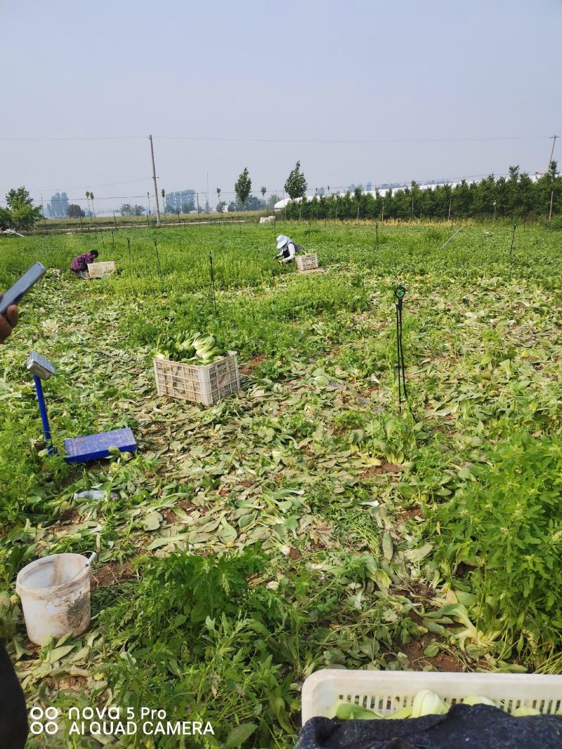 精品小青菜上海青大棚货，陆地货都有代收代发全国