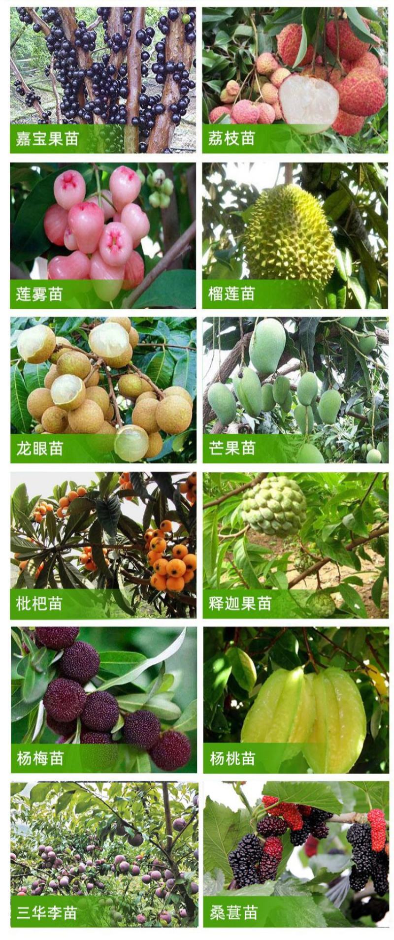 释迦果树苗林檎苗台湾番荔枝苗释迦果嫁接苗佛陀果