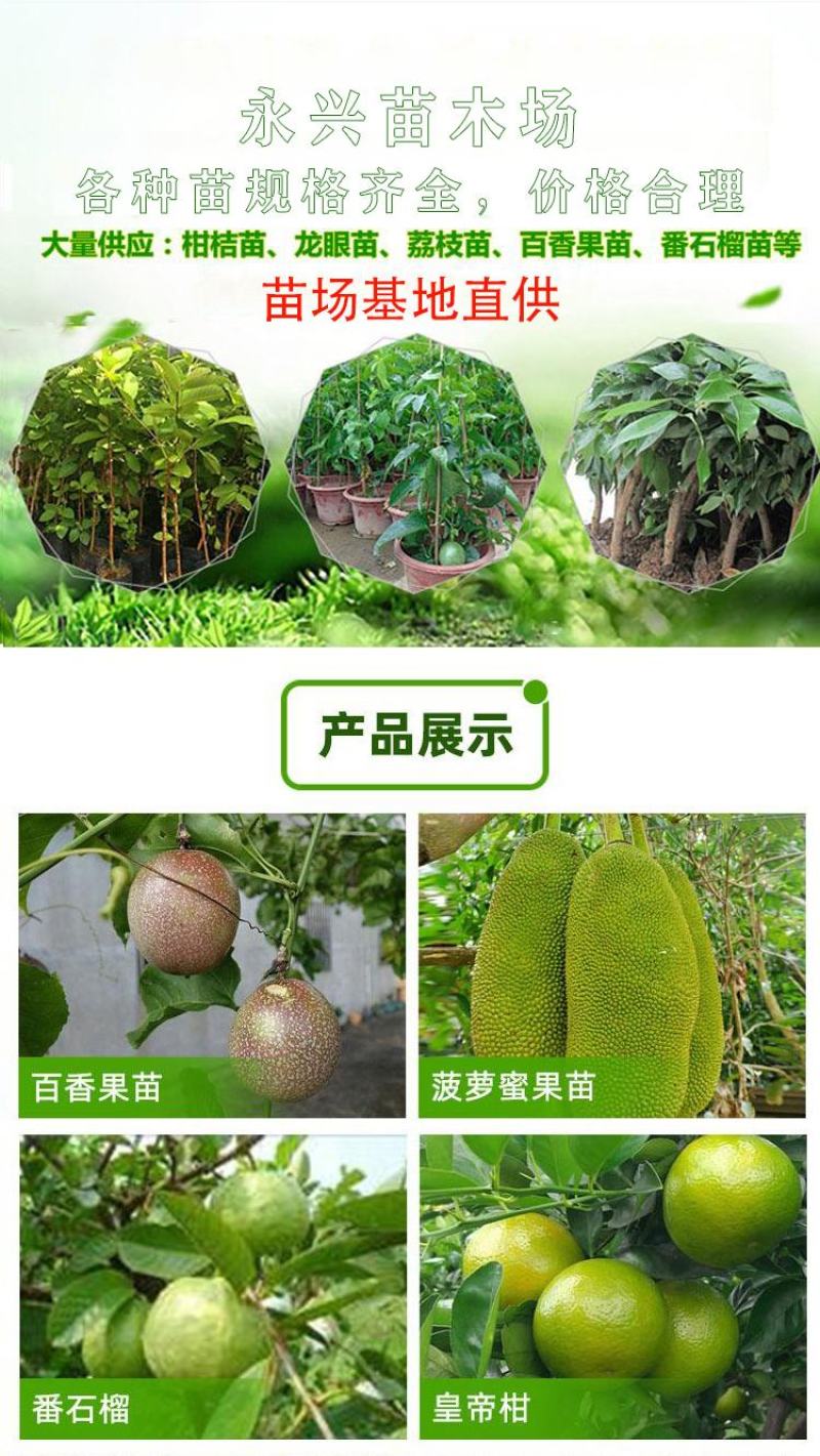 释迦果树苗林檎苗台湾番荔枝苗释迦果嫁接苗佛陀果