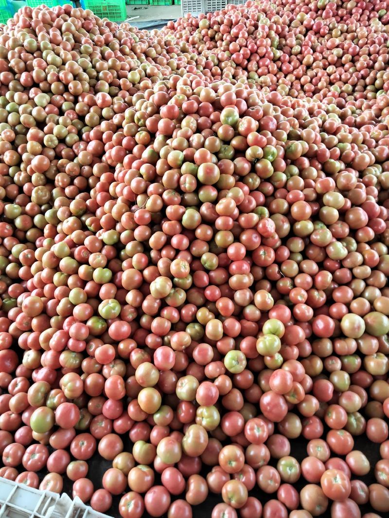河南高平镇蔬菜批发基地，硬粉西红柿，产地直供，质量好