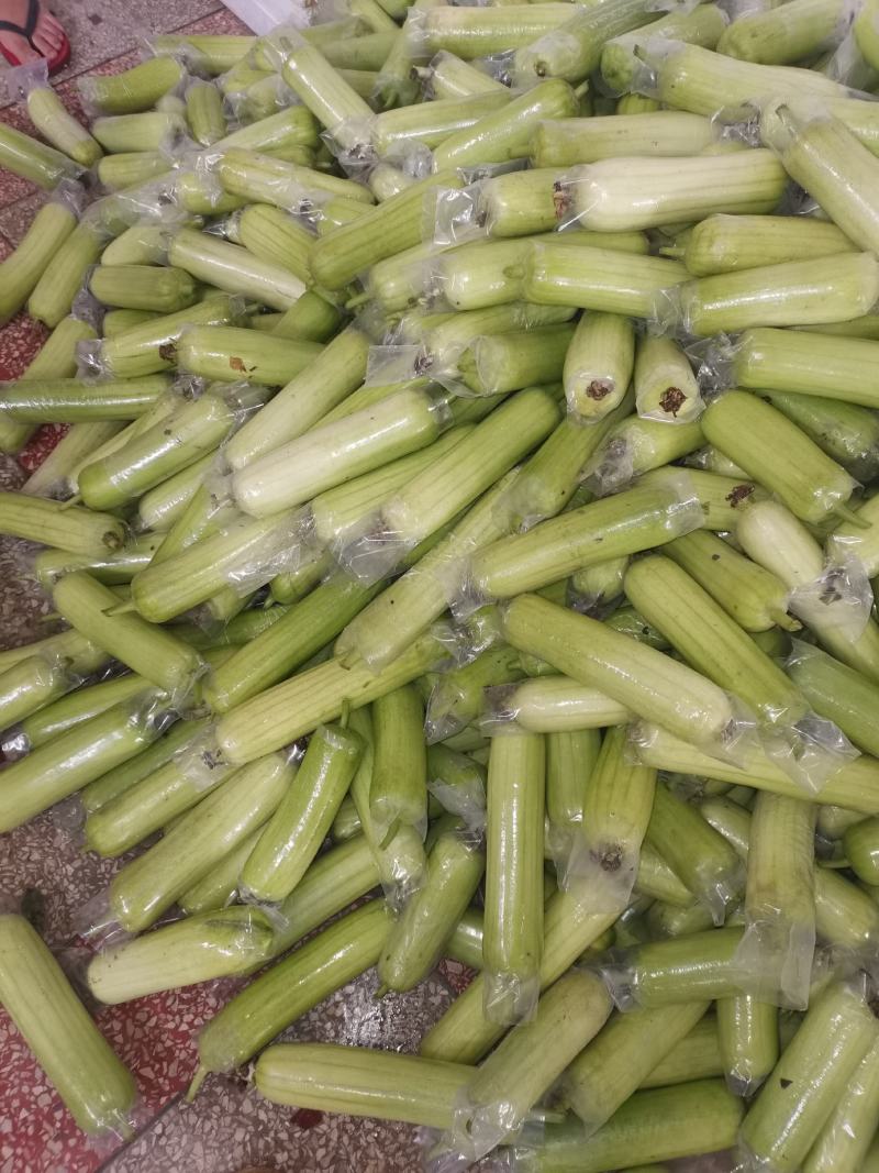 白玉丝瓜奶油丝瓜肉丝瓜上市质量杠杠的