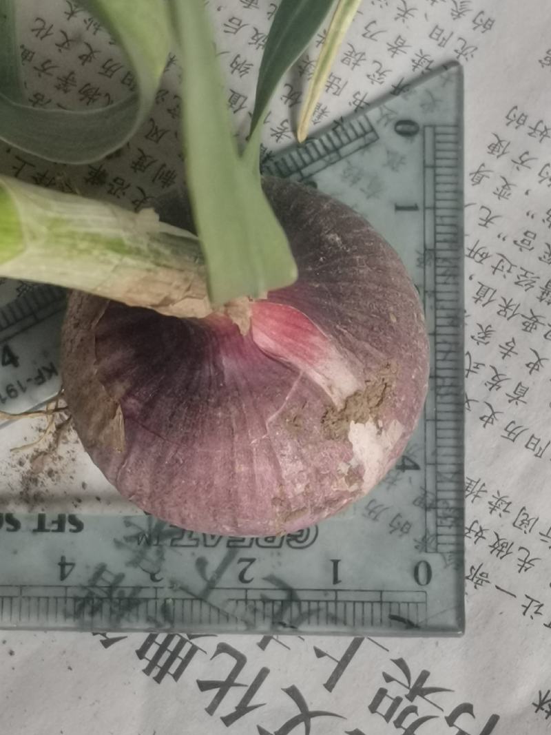 大蒜混级统货鲜蒜黑山县供