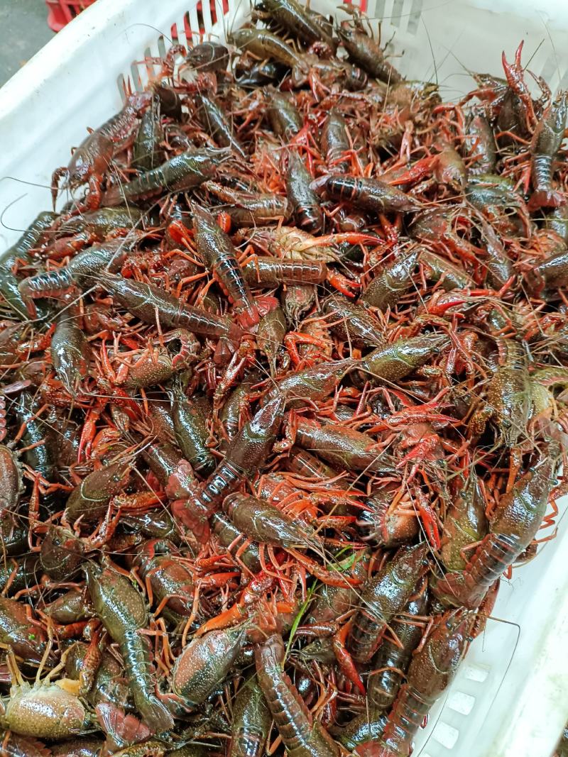 湖北清水小龙虾，规格漂亮，质量好，常年供应