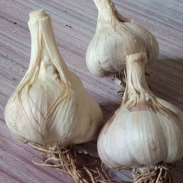 大量供应：苔蒜又称川蒜