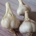 大量供应：苔蒜又称川蒜