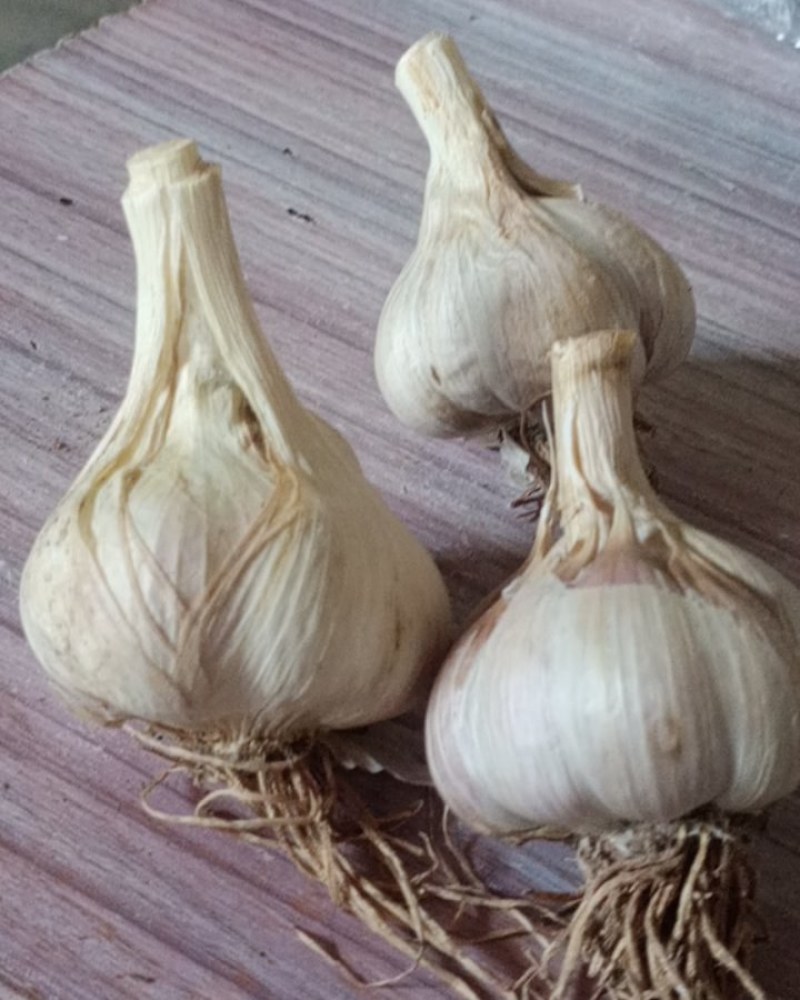 大量供应：苔蒜又称川蒜