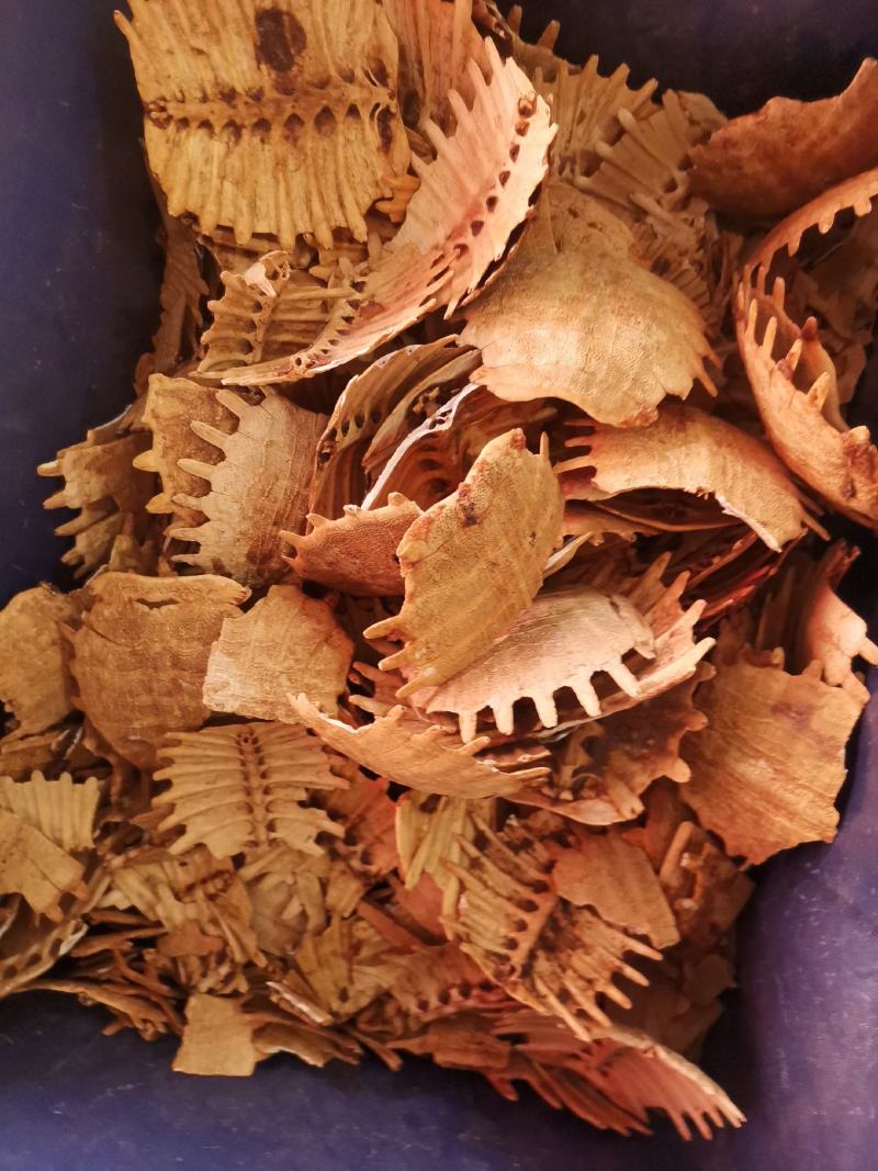 旱龟甲巴西龟甲规格齐全量大从优欢迎选购