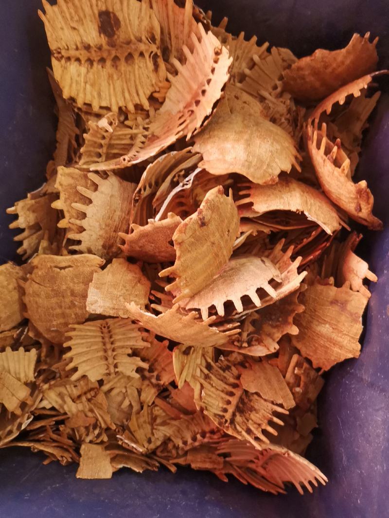 旱龟甲巴西龟甲规格齐全量大从优欢迎选购
