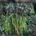 大田苗脱毒苗西瓜红红薯苗蔓头苗蜜薯苗