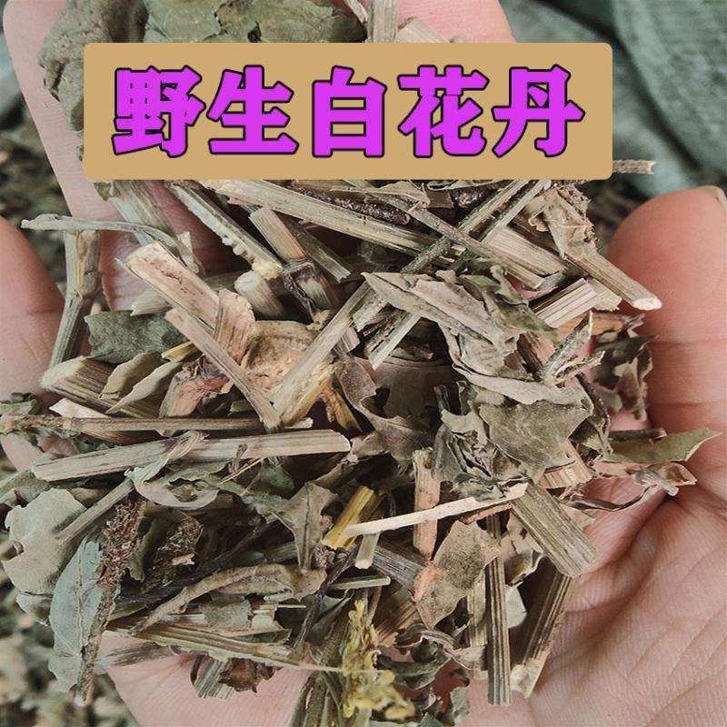 野生中草药白花丹白皂药广西地道货白雪花一见消干品