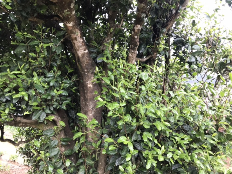 普洱茶古树茶生茶花香回甘甜生津持久耐泡散茶有机茶茶叶
