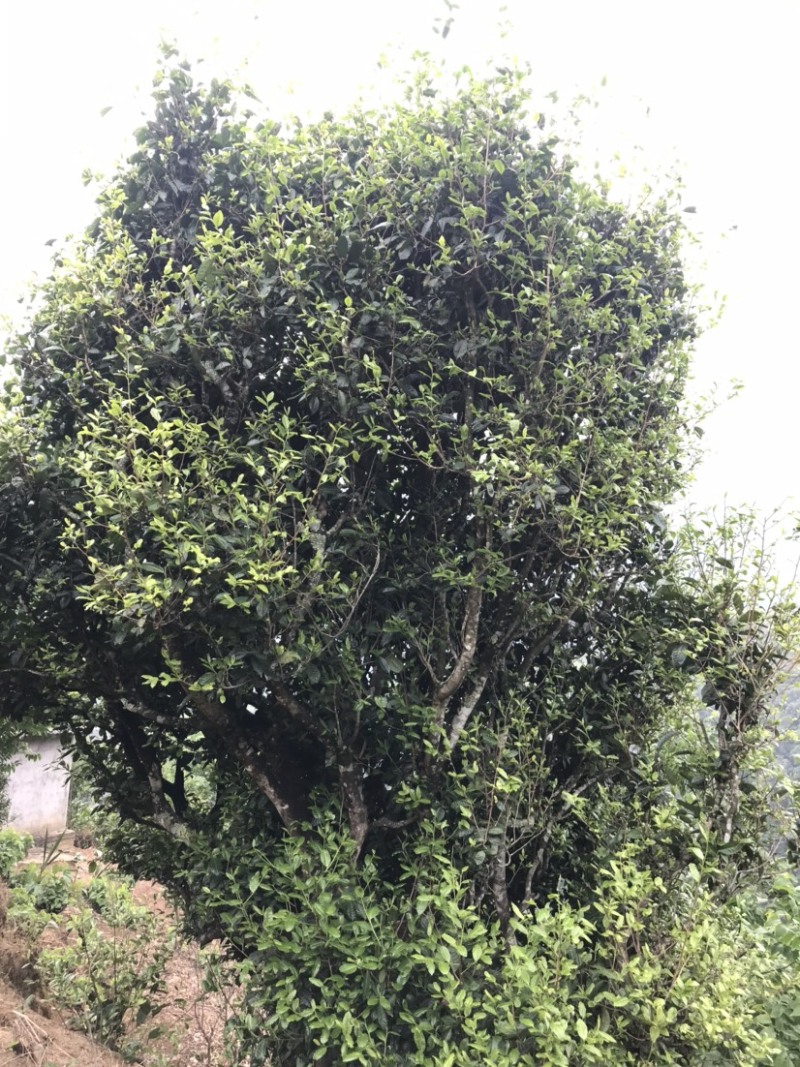 普洱茶古树茶生茶花香回甘甜生津持久耐泡散茶有机茶茶叶