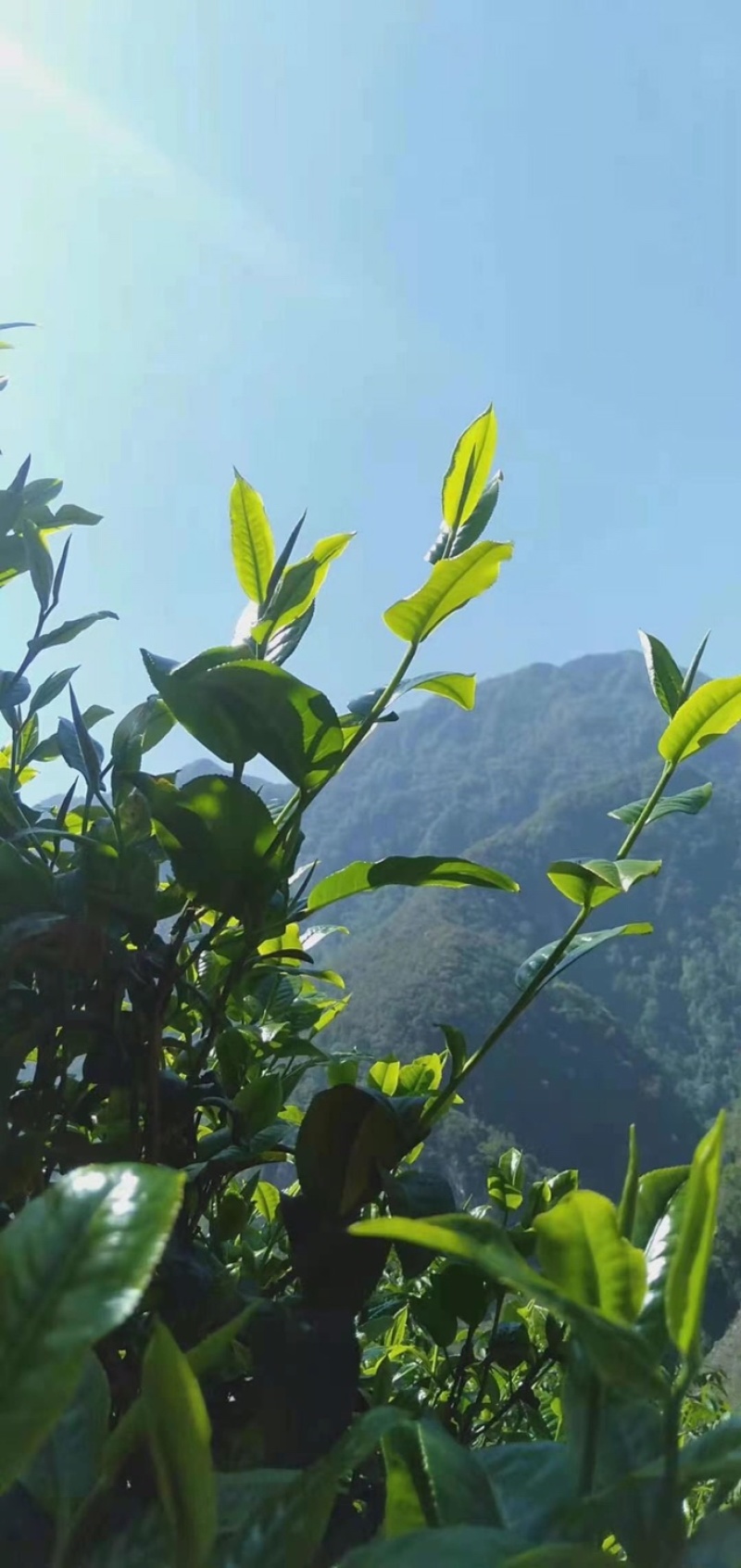 普洱茶古树茶生茶花香回甘甜生津持久耐泡散茶有机茶茶叶