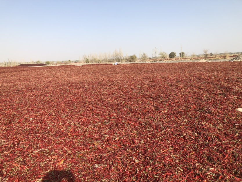 湖南邵阳辣椒晾晒场景