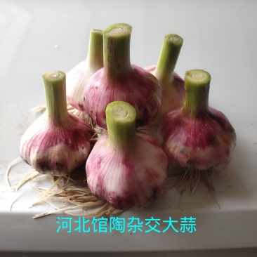 河北馆陶紫皮蒜金磊果蔬大量供应产地杂交大蒜优质鲜蒜