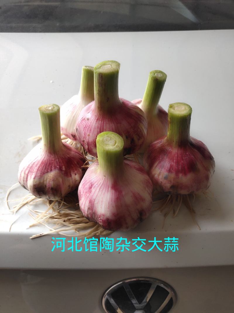 河北馆陶紫皮蒜金磊果蔬大量供应产地杂交大蒜优质鲜蒜