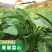广东甜菜心种子粗菜心种子四季菜心种子甜菜苔种子