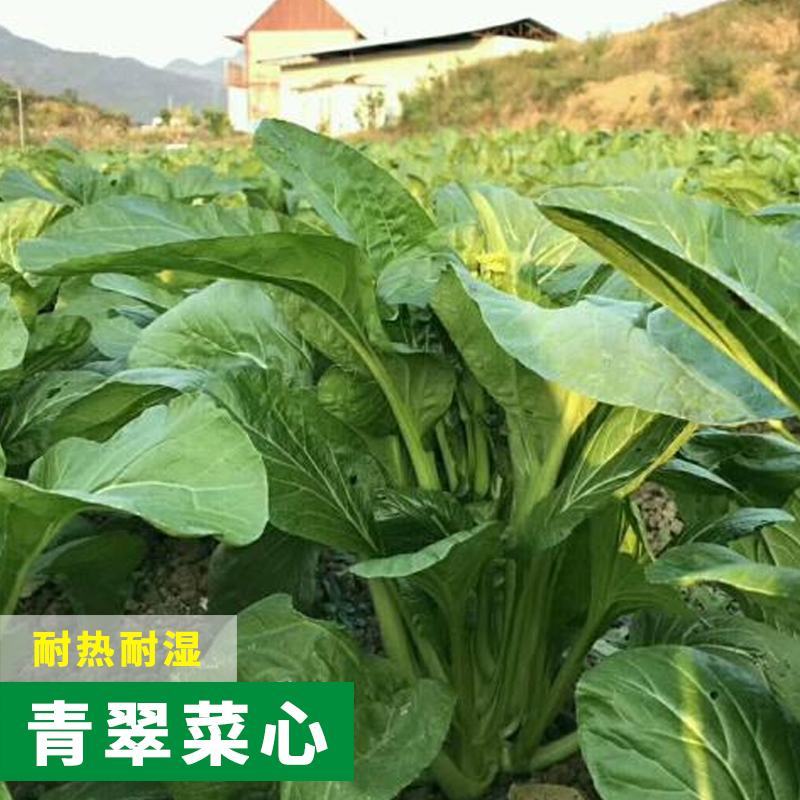 广东甜菜心种子粗菜心种子四季菜心种子甜菜苔种子
