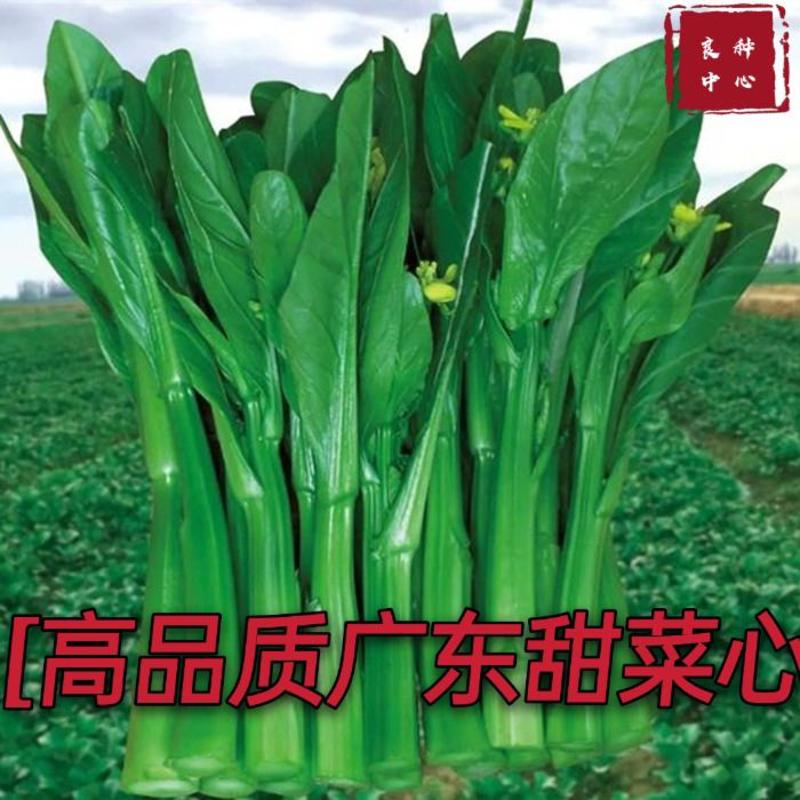 广东甜菜心种子粗菜心种子四季菜心种子甜菜苔种子