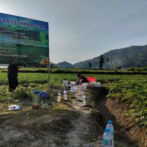 中国地理标志农产品“恩施土豆”源产地，州级示范种植基地