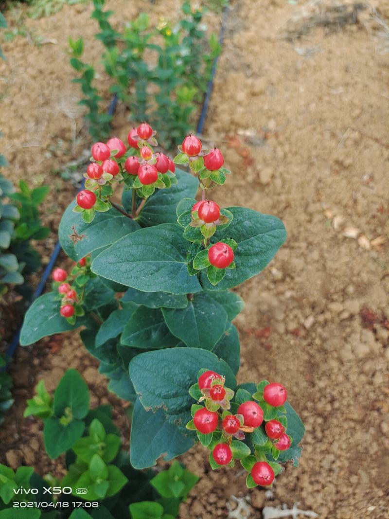 火龙珠个人基地种植新鲜采摘一件代发，价格可议（随行就市）