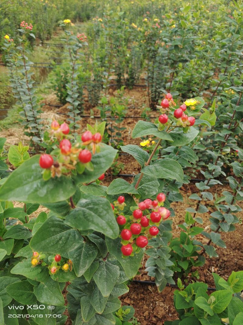 火龙珠个人基地种植新鲜采摘一件代发，价格可议（随行就市）