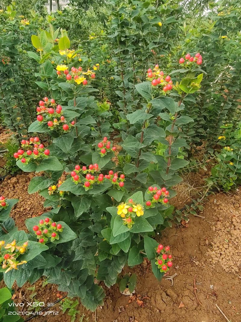 火龙珠个人基地种植新鲜采摘一件代发，价格可议（随行就市）