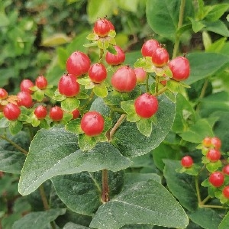 火龙珠个人基地种植新鲜采摘一件代发，价格可议（随行就市）