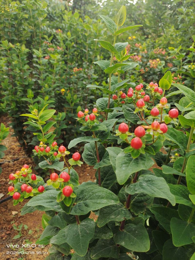 火龙珠个人基地种植新鲜采摘一件代发，价格可议（随行就市）