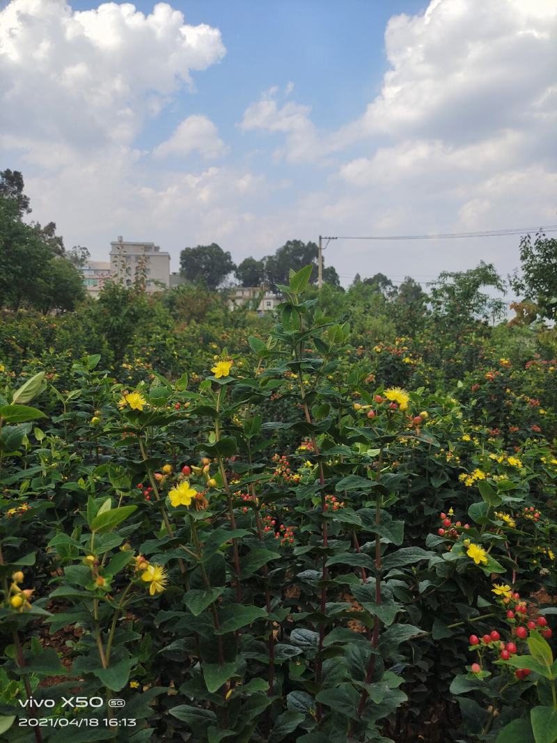 火龙珠个人基地种植新鲜采摘一件代发，价格可议（随行就市）