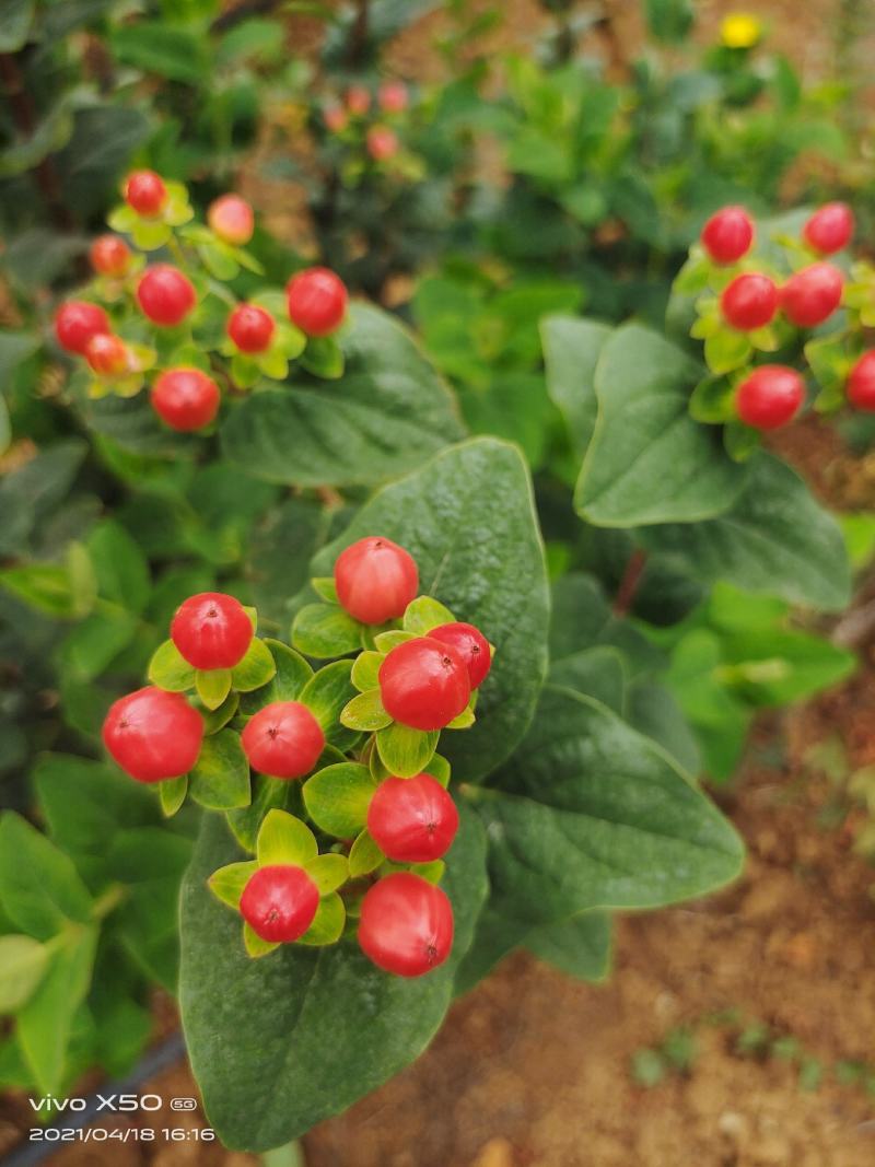 火龙珠个人基地种植新鲜采摘一件代发，价格可议（随行就市）