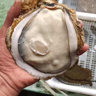 生蚝