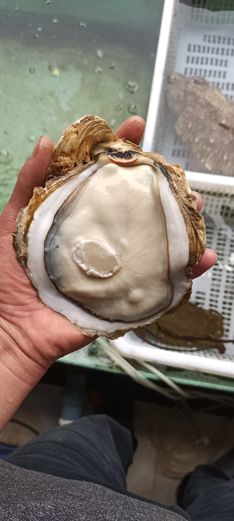 生蚝