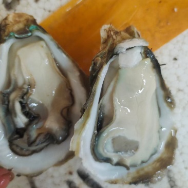 湛江生蚝