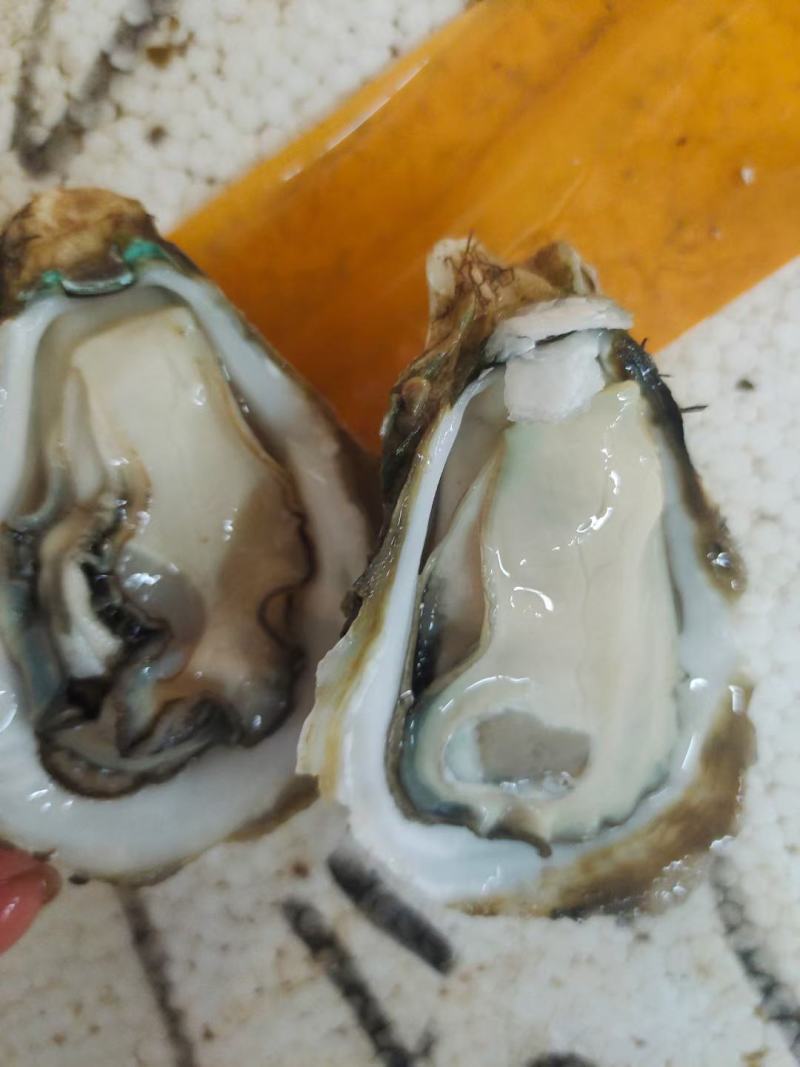 湛江生蚝