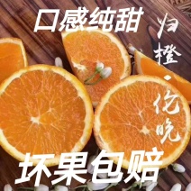 精品湖北伦晚脐橙.个头大质量好.口感甜一手货源支持视频看