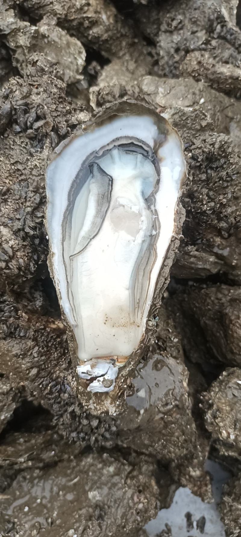 湛江生蚝
