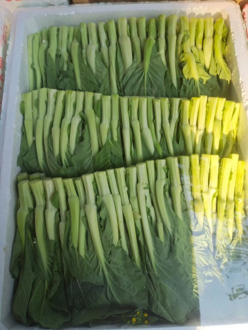 广东菜心安徽产地菜苔长年供应商超线上市场