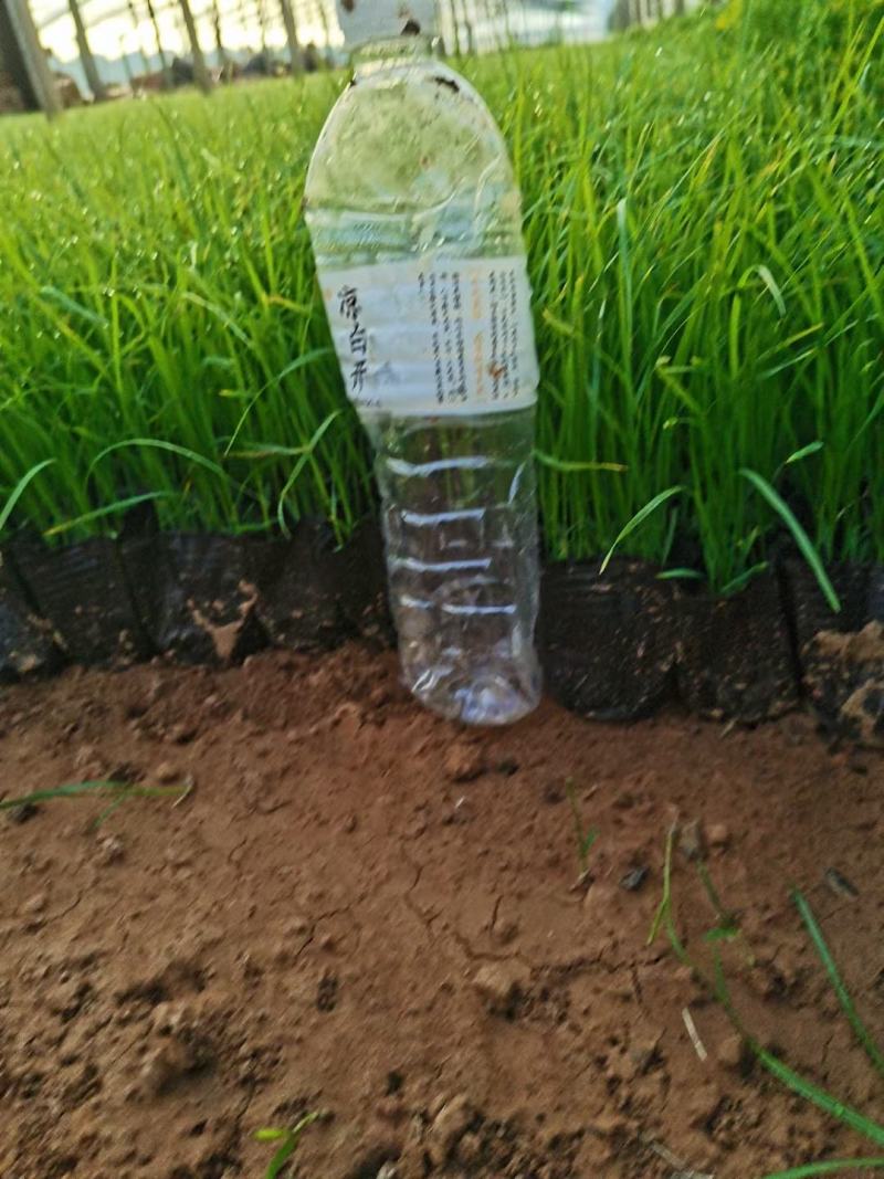 狼尾草价格低苗圃直发大小杯都有，欢迎需要的联系