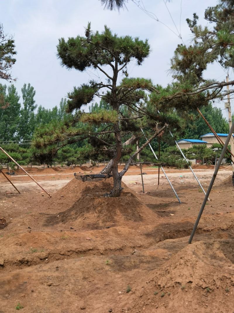 一手货源！产地直销。造型松，泰山松，迎客松。景松热卖中！