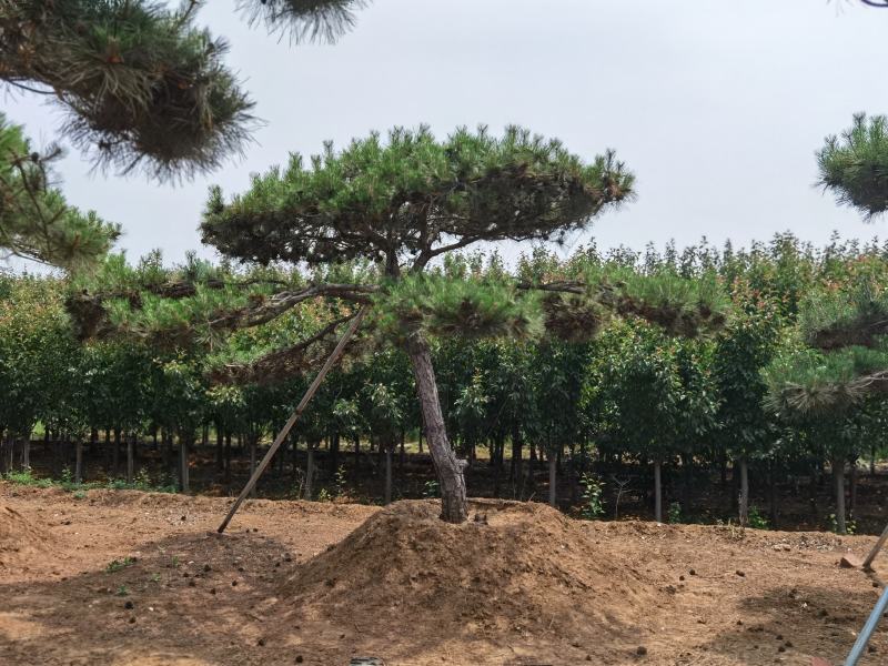 一手货源！产地直销。造型松，泰山松，迎客松。景松热卖中！