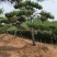 一手货源！产地直销。造型松，泰山松，迎客松。景松热卖中！
