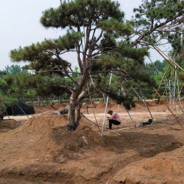 一手货源！产地直销。造型松，泰山松，迎客松。景松热卖中！