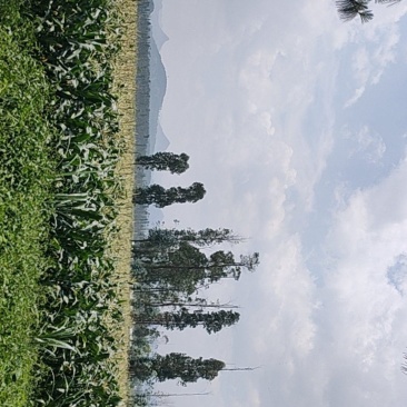 文山州丘北县新鲜糯玉米