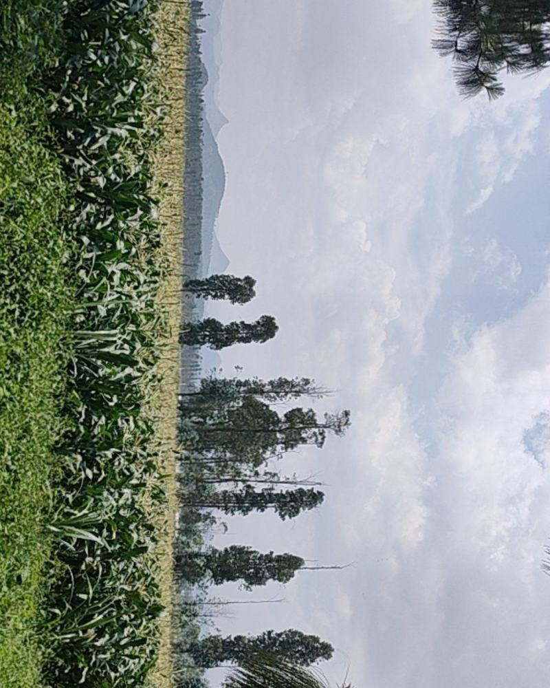 文山州丘北县新鲜糯玉米