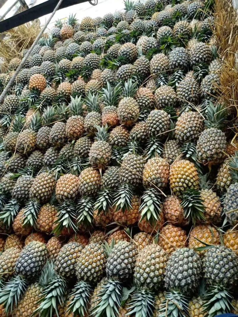 德宏州芒市凤梨2.5斤生态农业大面积种植基地，