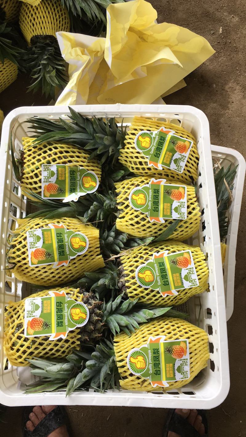德宏州芒市凤梨2.5斤生态农业大面积种植基地，