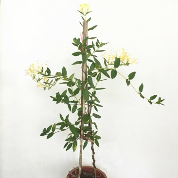 四季金银花阳台庭院爬藤植物